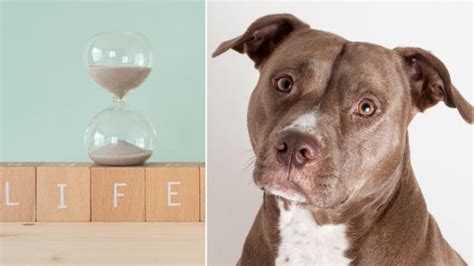 Pit bull lifespan. Things To Know About Pit bull lifespan. 